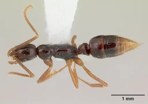 Leptogenys malama - CASENT0178826