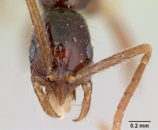 Leptogenys malama - CASENT0178826