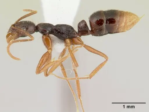 Leptogenys malama - CASENT0178826