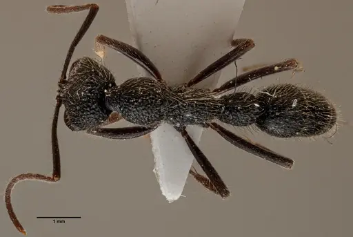 Leptogenys malayana specimen