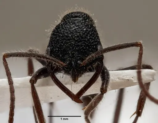 Leptogenys malayana specimen