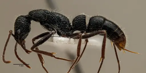 Leptogenys malayana specimen