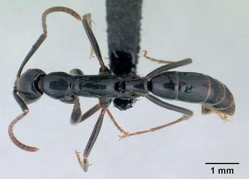 Leptogenys mangabe specimen