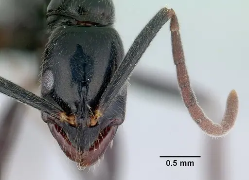 Leptogenys mangabe specimen