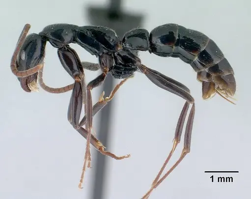 Leptogenys mangabe specimen