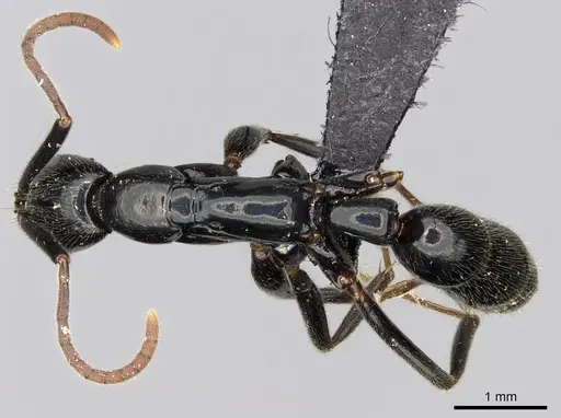 Leptogenys mangabe - CASENT0196537