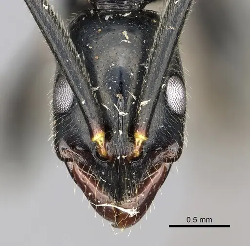 Leptogenys mangabe - CASENT0196537