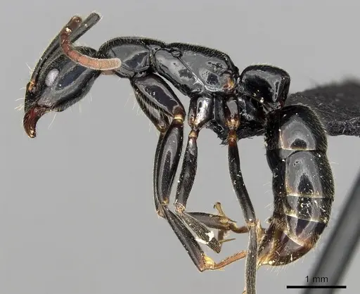 Leptogenys mangabe - CASENT0196537