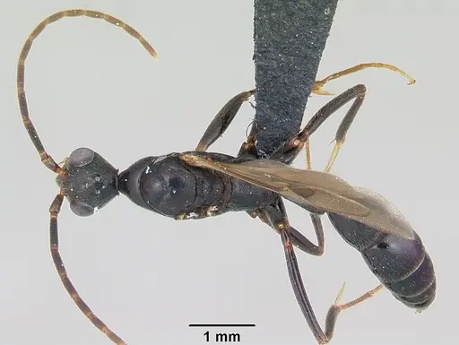 Leptogenys mangabe - CASENT0496777