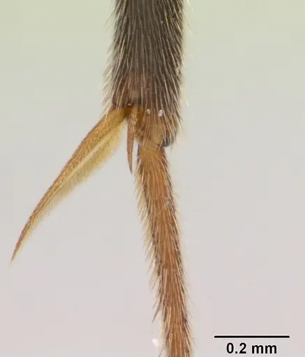 Leptogenys mangabe - CASENT0496777