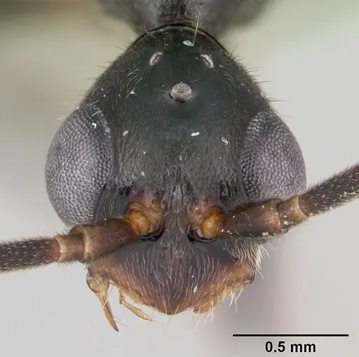 Leptogenys mangabe - CASENT0496777