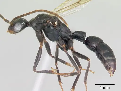 Leptogenys mangabe - CASENT0496777