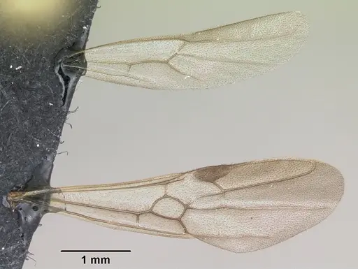 Leptogenys mangabe - CASENT0496777