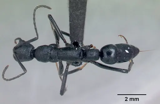 Leptogenys manja specimen