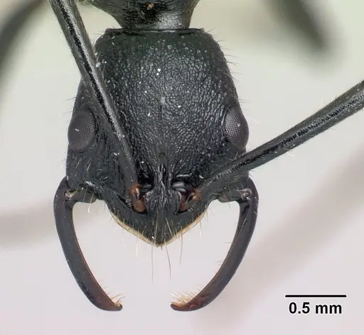 Leptogenys manja specimen