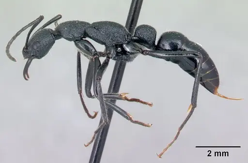 Leptogenys manja specimen