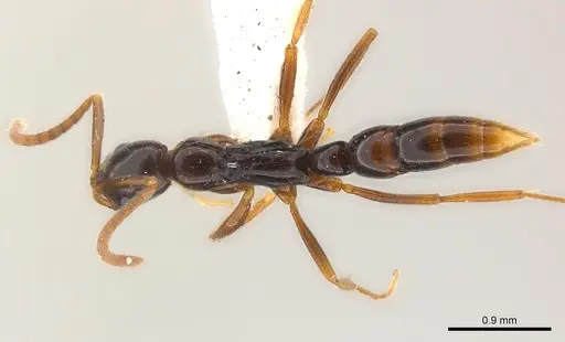 Leptogenys manja - CASENT0217005