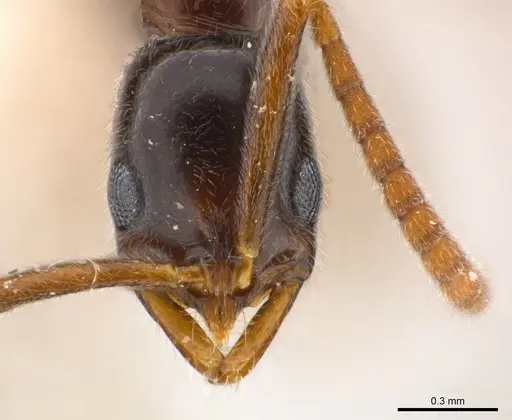 Leptogenys manja - CASENT0217005