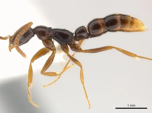 Leptogenys manja - CASENT0217005