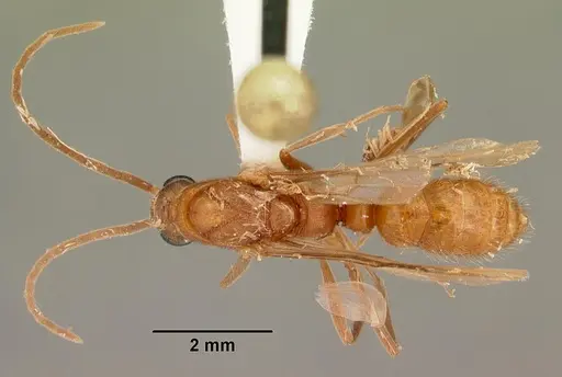 Leptogenys manni specimen