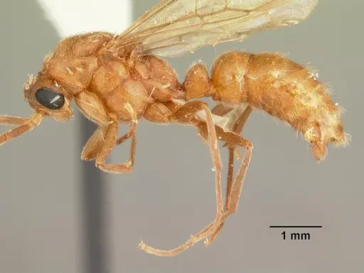 Leptogenys manni specimen