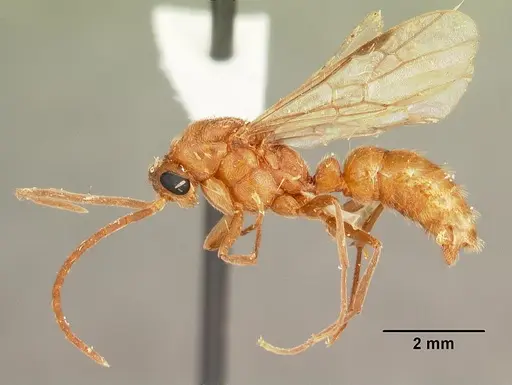 Leptogenys manni - CASENT0104001