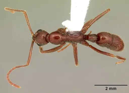 Leptogenys manni - CASENT0104002