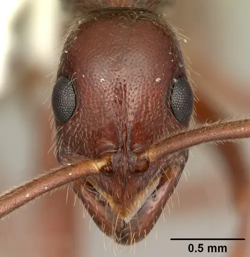 Leptogenys manni - CASENT0104002