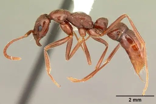 Leptogenys manni - CASENT0104002