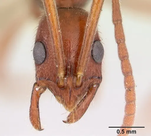 Leptogenys manni - CASENT0178785