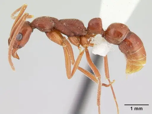 Leptogenys manni - CASENT0178785