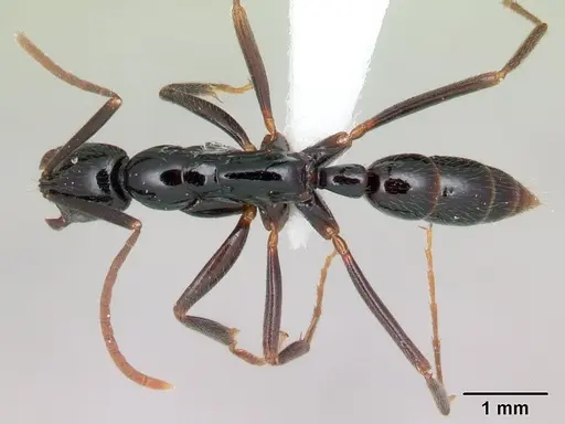 Leptogenys manongarivo specimen