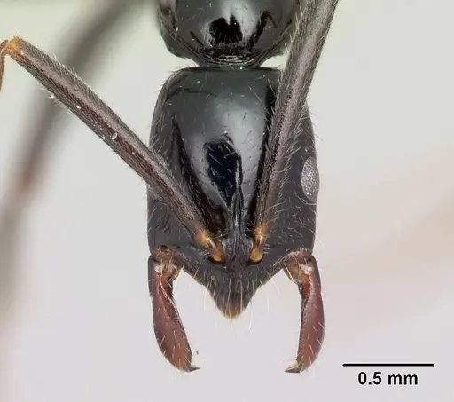 Leptogenys manongarivo specimen