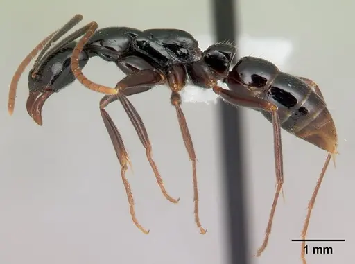 Leptogenys manongarivo specimen