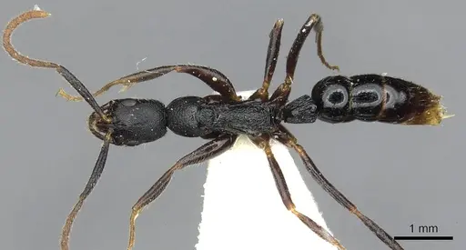 Leptogenys mastax specimen