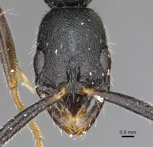 Leptogenys mastax specimen