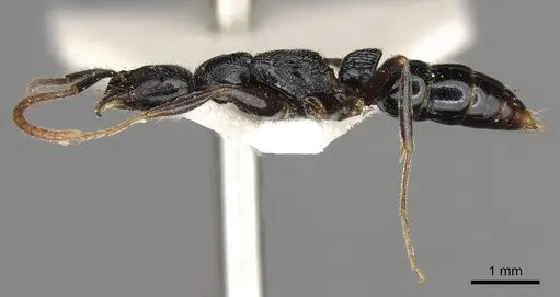 Leptogenys mastax specimen