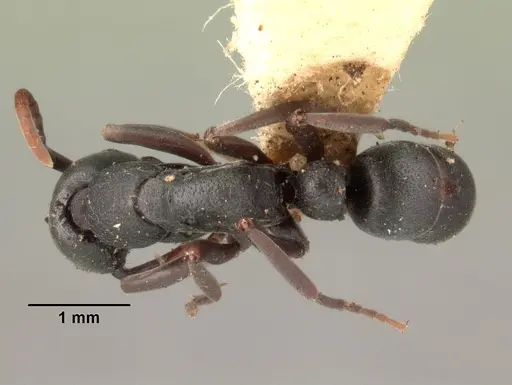 Leptogenys maxillosa specimen