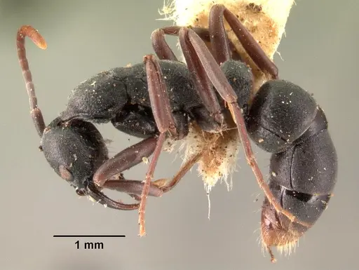 Leptogenys maxillosa specimen