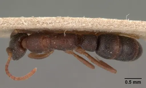 Leptogenys maxillosa - CASENT0102022