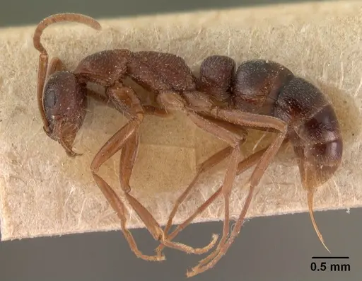 Leptogenys maxillosa - CASENT0102022