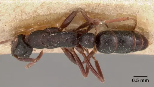 Leptogenys maxillosa - CASENT0102023