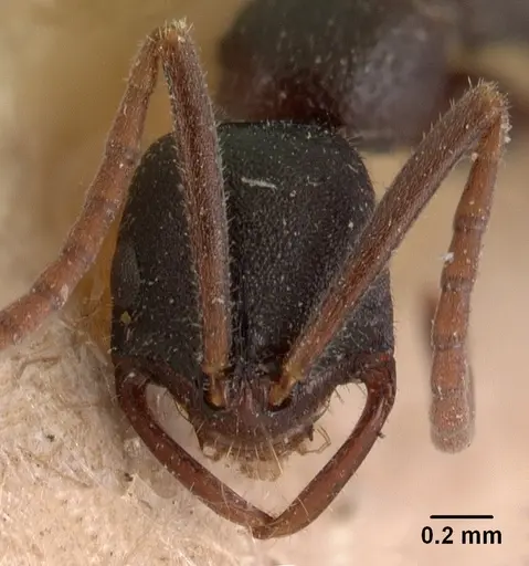 Leptogenys maxillosa - CASENT0102023