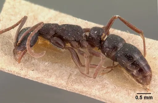 Leptogenys maxillosa - CASENT0102023