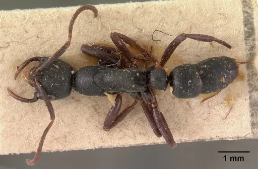 Leptogenys maxillosa - CASENT0102024