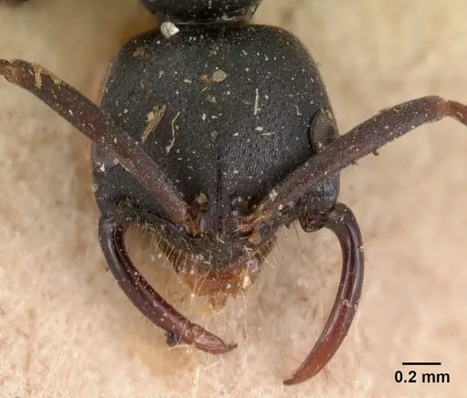 Leptogenys maxillosa - CASENT0102024