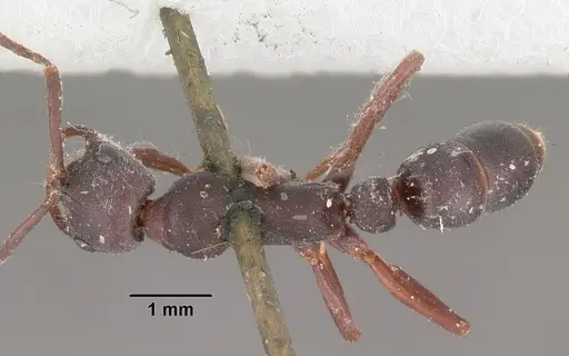 Leptogenys maxillosa - CASENT0102266