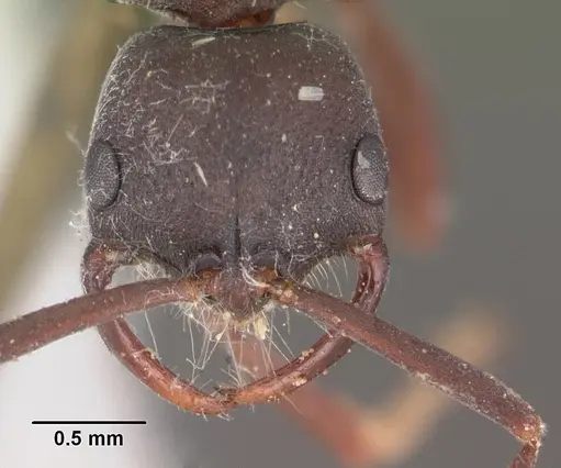 Leptogenys maxillosa - CASENT0102266