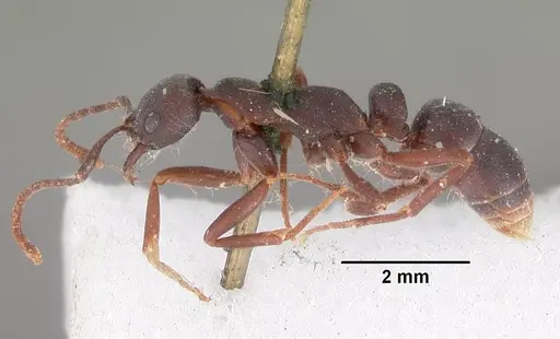 Leptogenys maxillosa - CASENT0102266