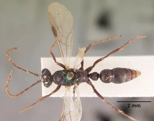 Leptogenys maxillosa - CASENT0102267